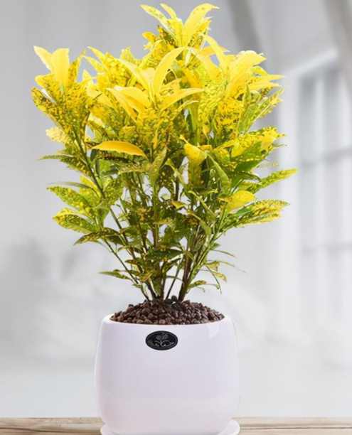 黄金树盆栽养殖方法