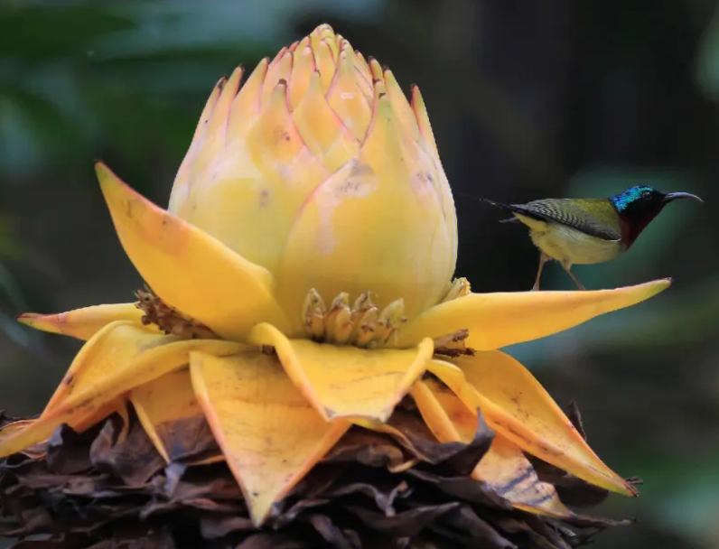 地涌金莲开花后第二年还开吗