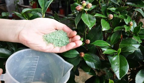 茶花的施肥方法