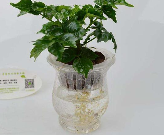 幸福树水培多久生根