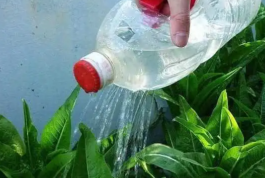 自来水直接浇花会怎样