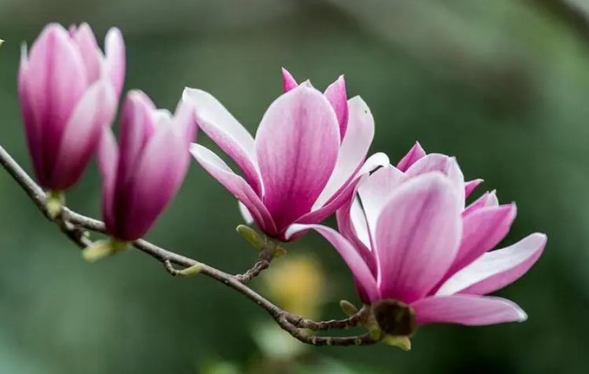 玉兰花如何栽种和养护