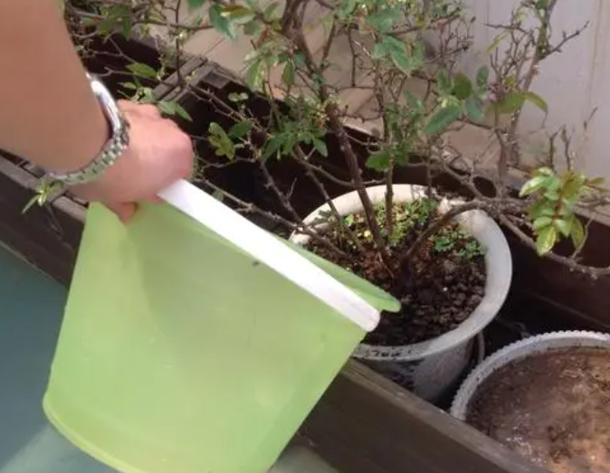 河水浇花的正确方法