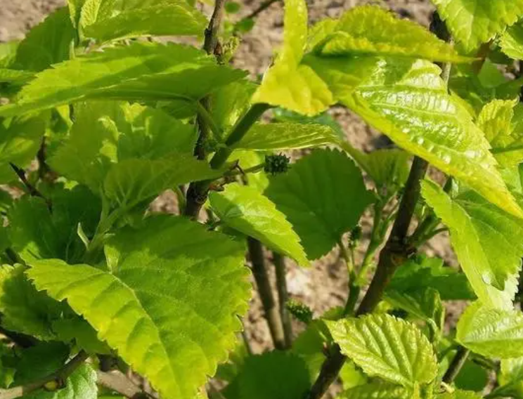 家里忌讳种什么树