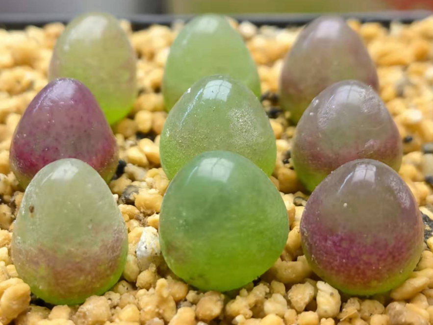 灯泡肉锥养几年开花