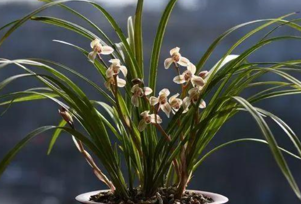 兰花的栽培技术