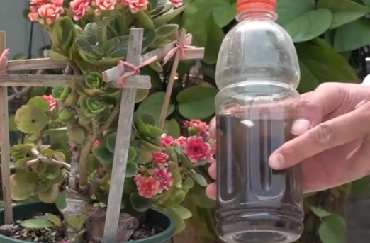 喝剩的可乐怎么浇花