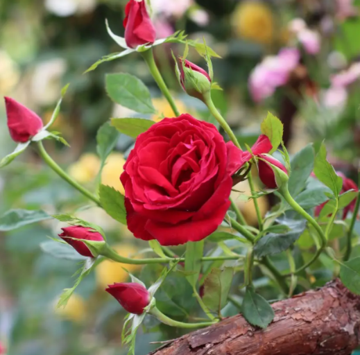 家里养什么花对夫妻好