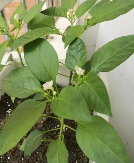 辣椒苗多久可以开花结果