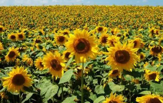 葵花籽适合哪里种植