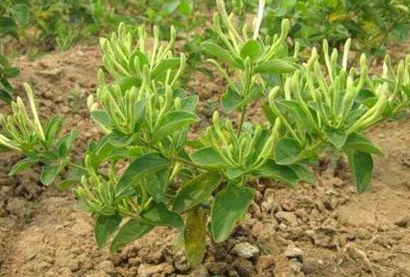 金银花几月修剪