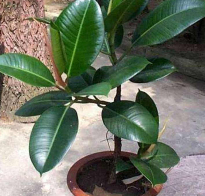 橡皮树怎么浇水