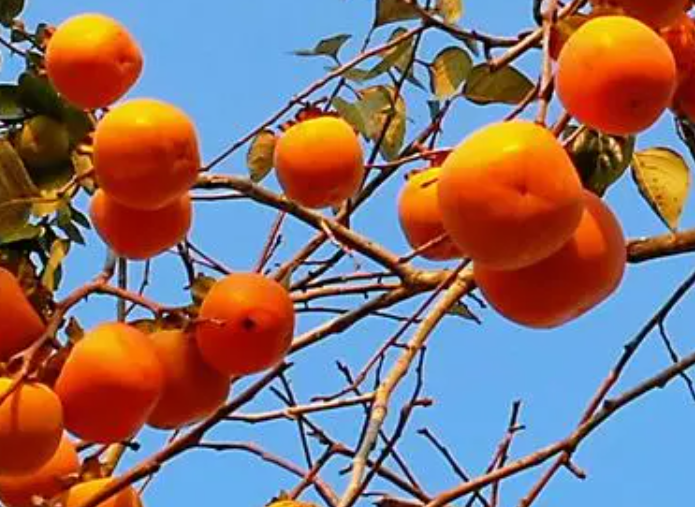 柿子树没结果怎么回事