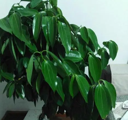 刚买的平安树怎样浇水