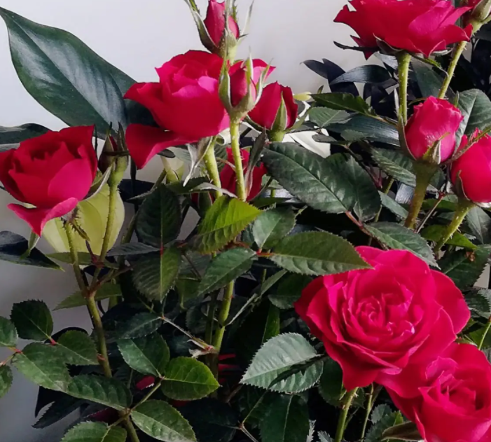 玫瑰花为什么不发芽