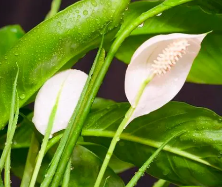 一帆风顺为啥不开花了