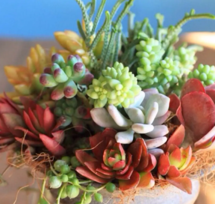 广州阳台适合种什么花