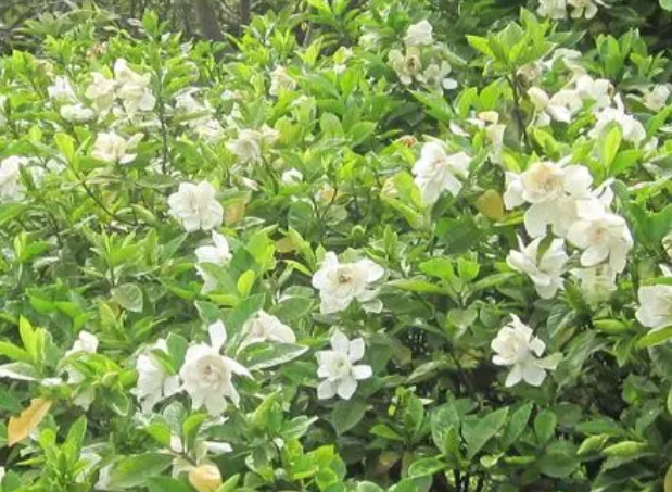 栀子花刚换盆怎么浇水