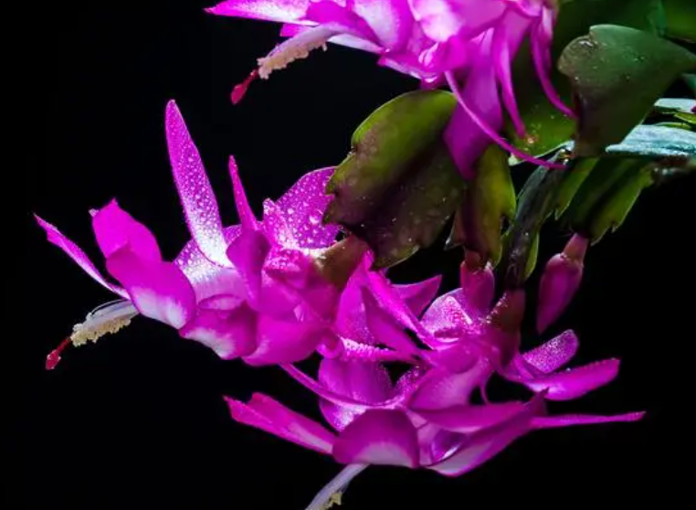 蟹爪兰开花后多久结果呢