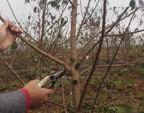 果树几月剪枝最好