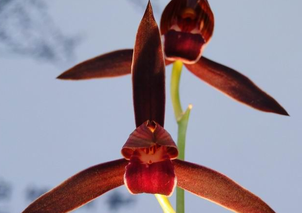 墨兰紫宸兰花如何种植呢