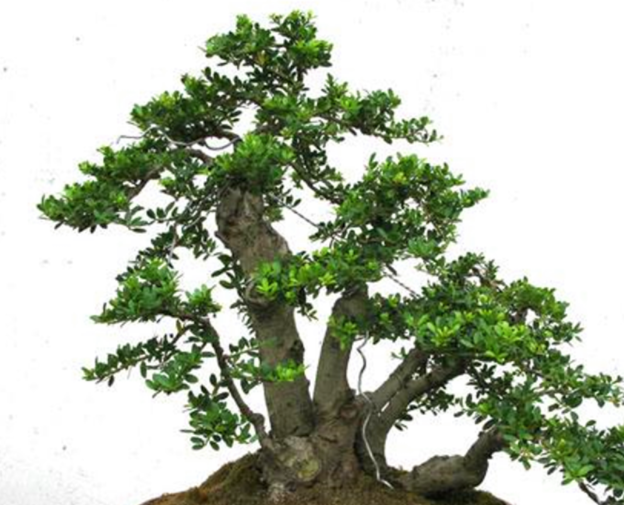 室内种茶叶树盆栽好吗