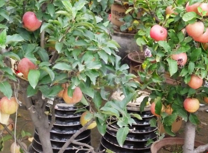 养苹果树每天需要干什么