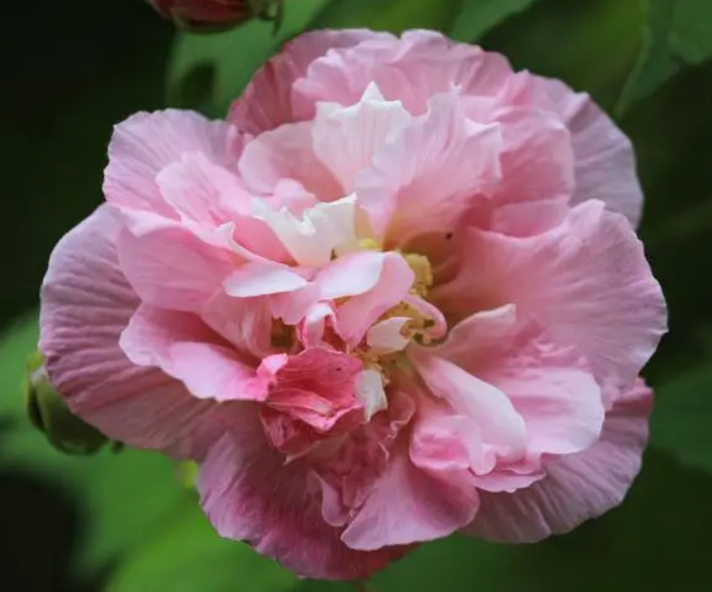 芙蓉花又叫什么花