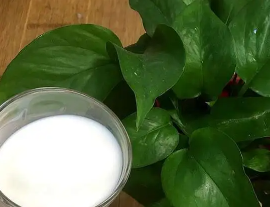牛奶能给花做肥料吗
