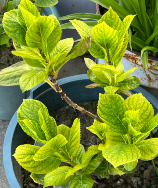 绣球花叶片发黄什么原因