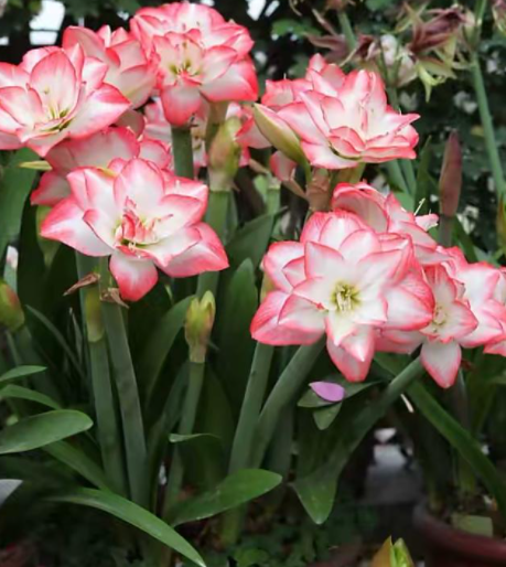 鲜花可以晒太阳吗