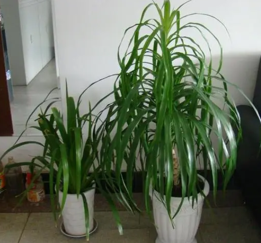 龙须树的繁殖方法