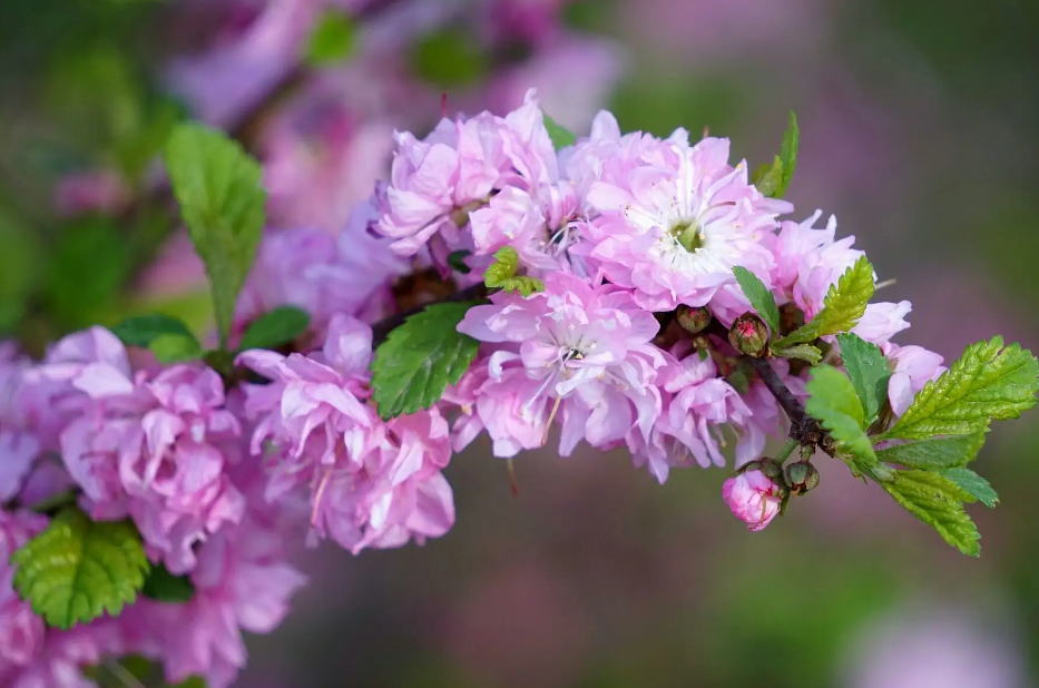 院子里种榆叶梅树好不好