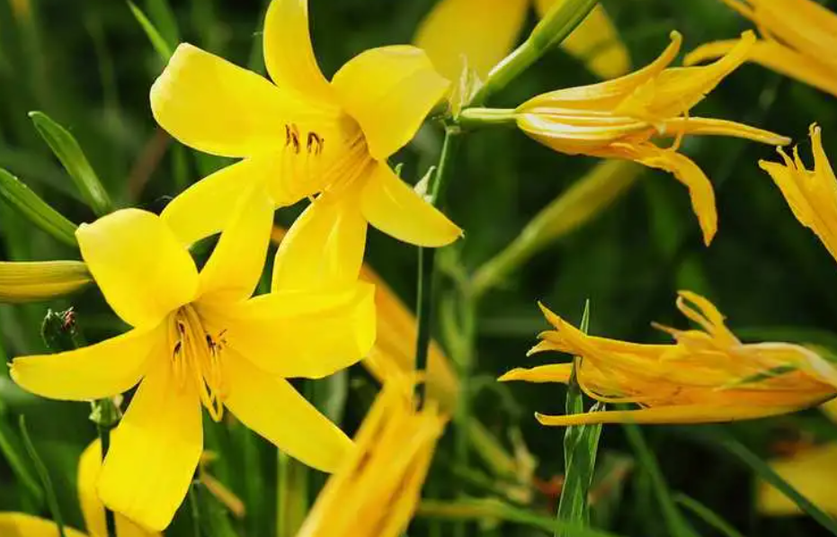 黄花菜怎么种植方法