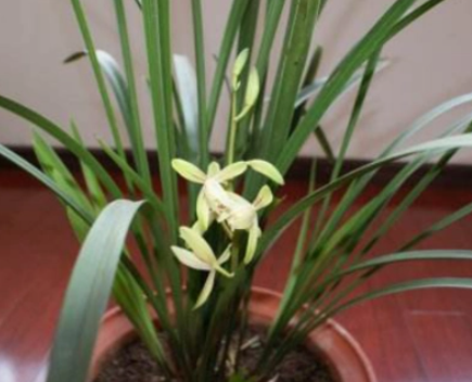 九节兰花怎么养殖呢