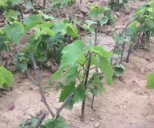 移栽葡萄树的注意事项是什么呢