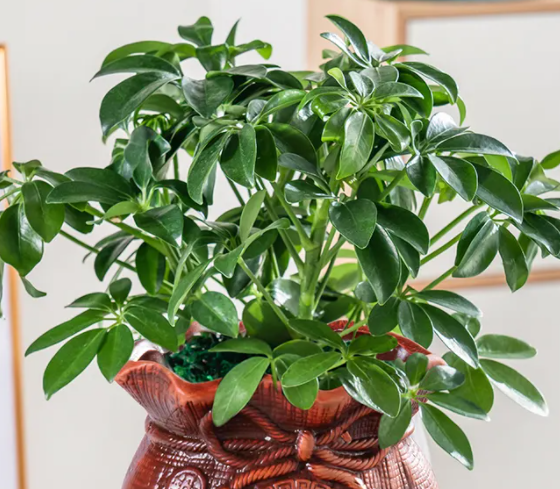 八方进财树摆放哪最好