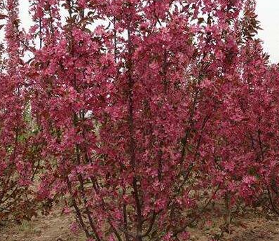 海棠树栽种时间在什么时候呢