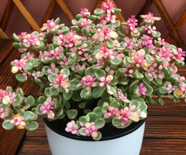 如何使金枝玉叶开花