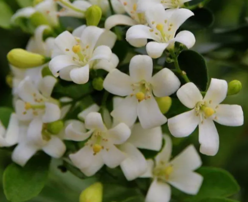 九里香开完花后怎么修剪