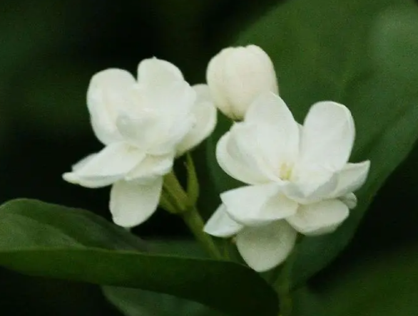 茉莉花种子好种吗