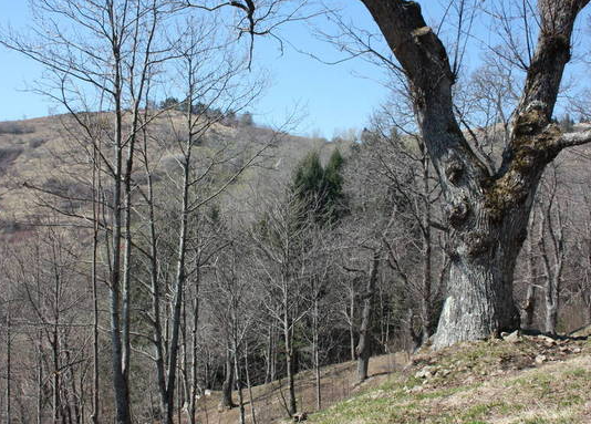 土地附着物包括树木吗