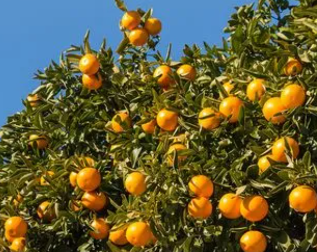 桔子树能扦插繁殖吗