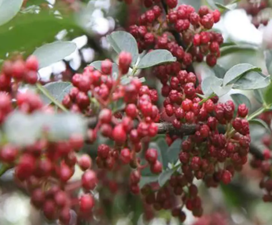 100棵花椒树一年收入是多少呢