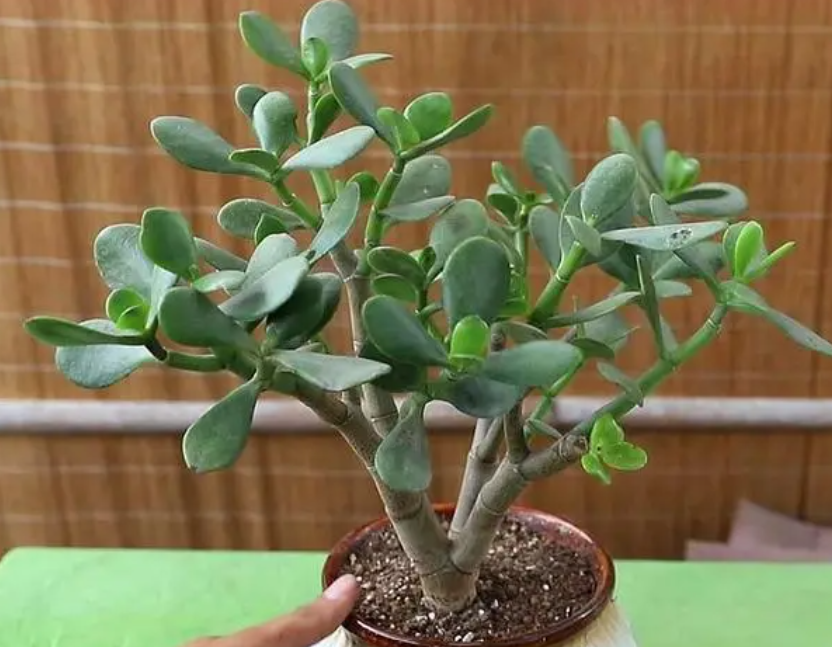 玉树需要阳光吗怎么养