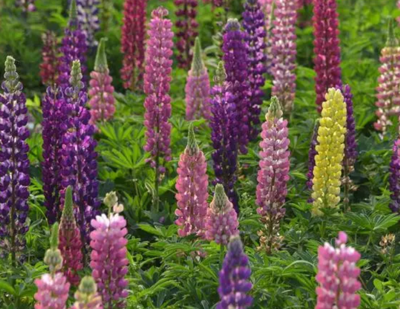 为什么叫鲁冰花