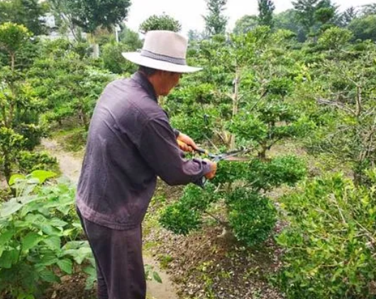 黄杨树修剪最佳时期