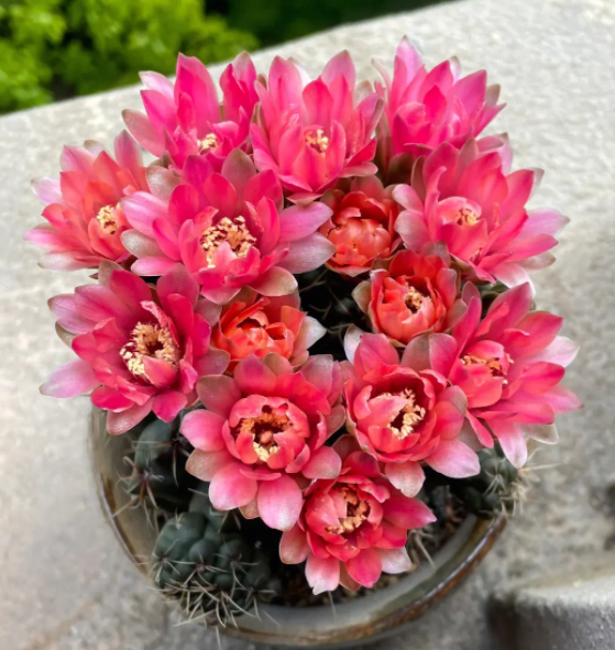 绯花玉仙人球怎样养护