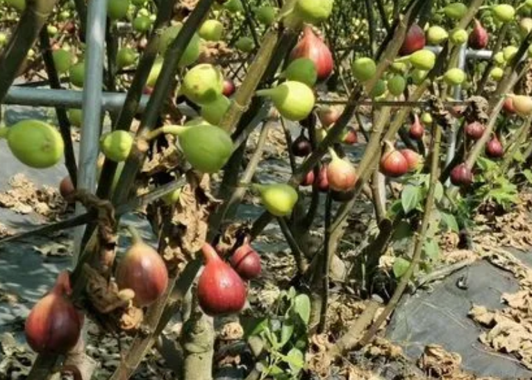 华南种植无花果