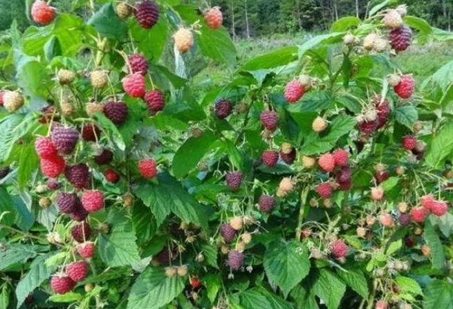 树莓几月份移栽比较好